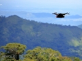 Foret - 2015-10-05-Cuba-0274- WEB