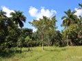 Foret - 2015-10-12-Cuba-1892- WEB