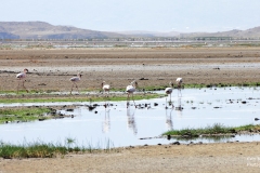 HD30-0206-Tanzanie-730909