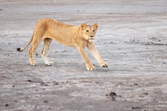 HD30-0880-Tanzanie-730909