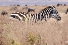 HD30-0998-Tanzanie-730909